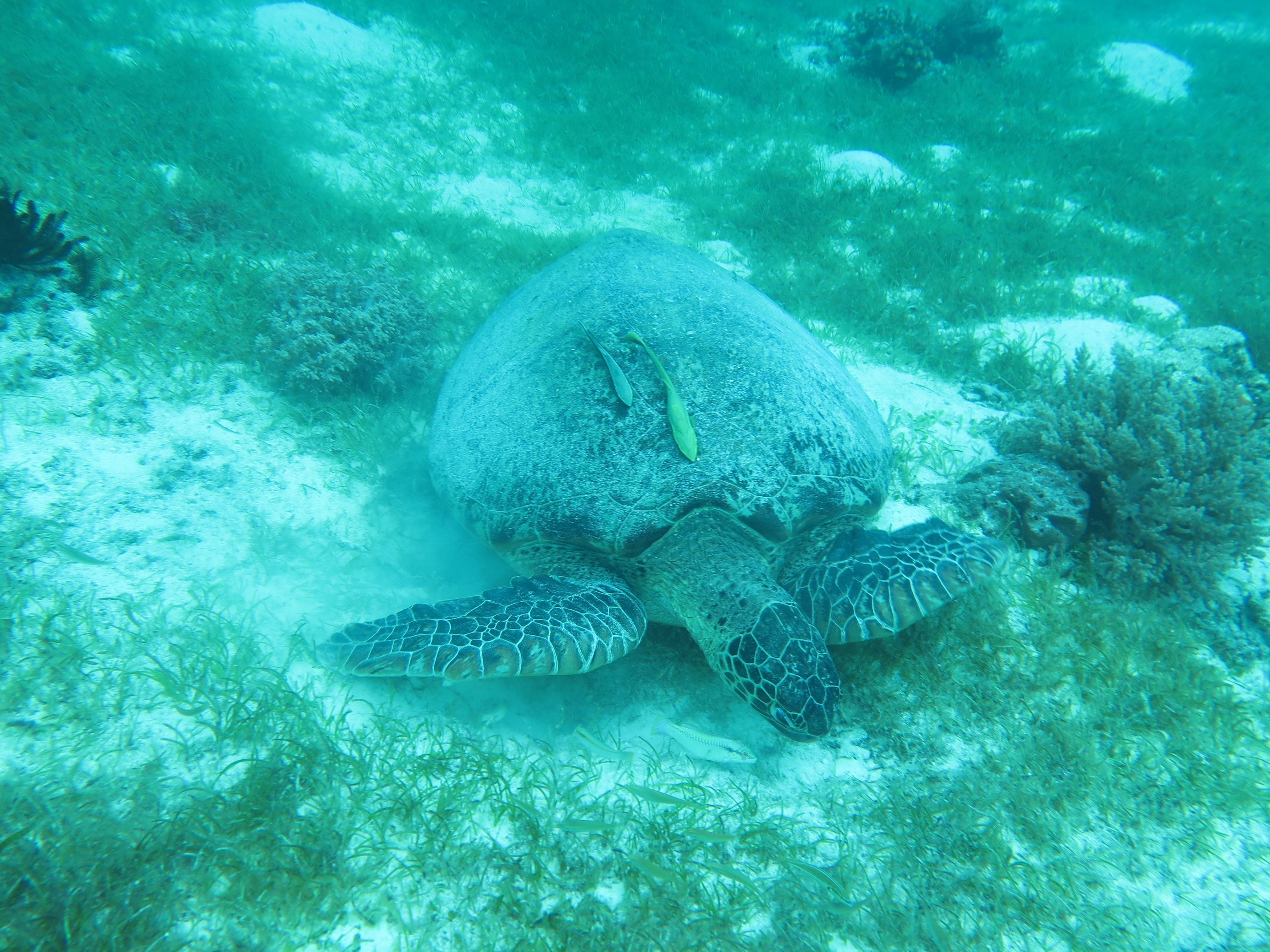 image1